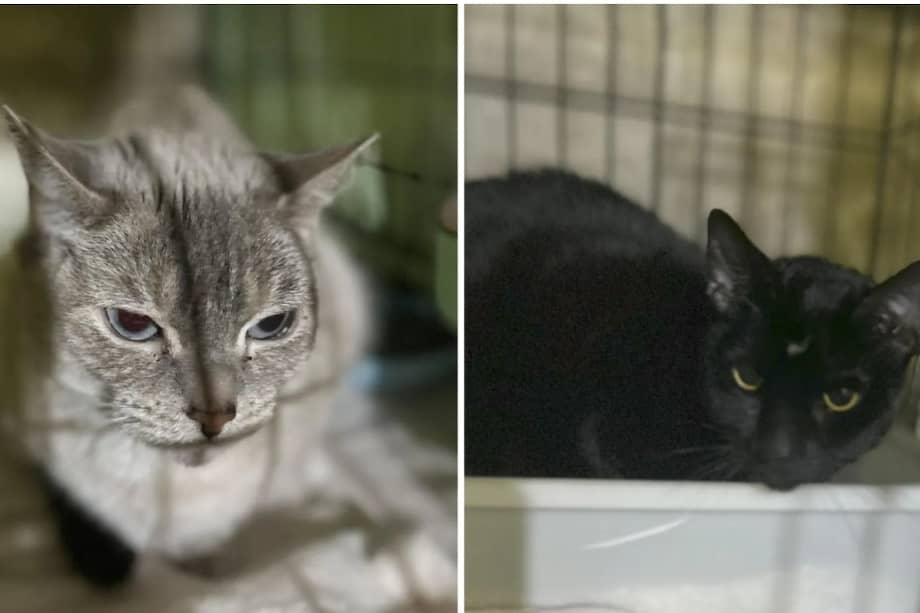 En menos de 24 horas, la publicación fue compartida decenas de veces y recibió numerosos mensajes de apoyo.