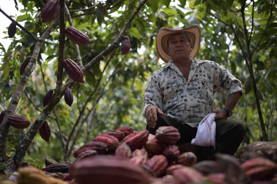 En el norte del Caquetá, de la finca Villa Sandra, de don Fidel Ignacio Díaz, salen cada año 800 kilos de cacao para comercializar / Mauricio Alvarado