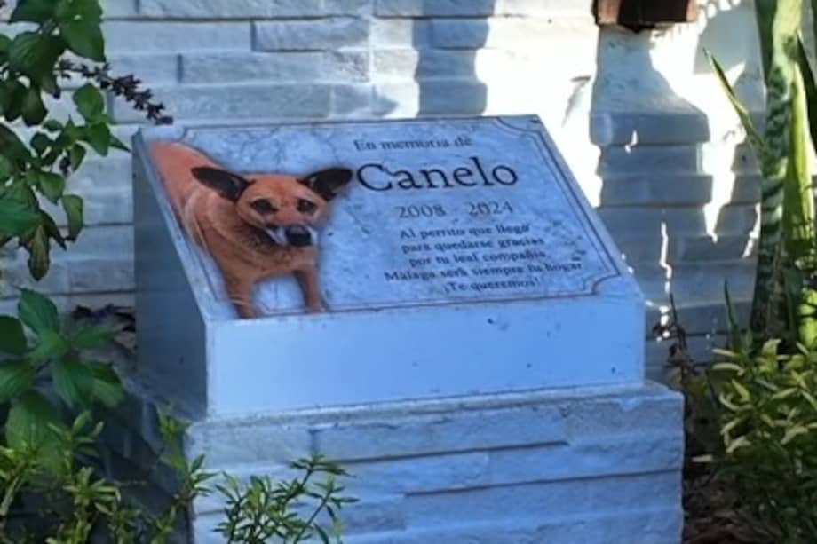 La comunidad de Málaga bautizó una de sus calles como Calle Canelo para recordar la historia del perro que regresó al lugar donde había sido amado.