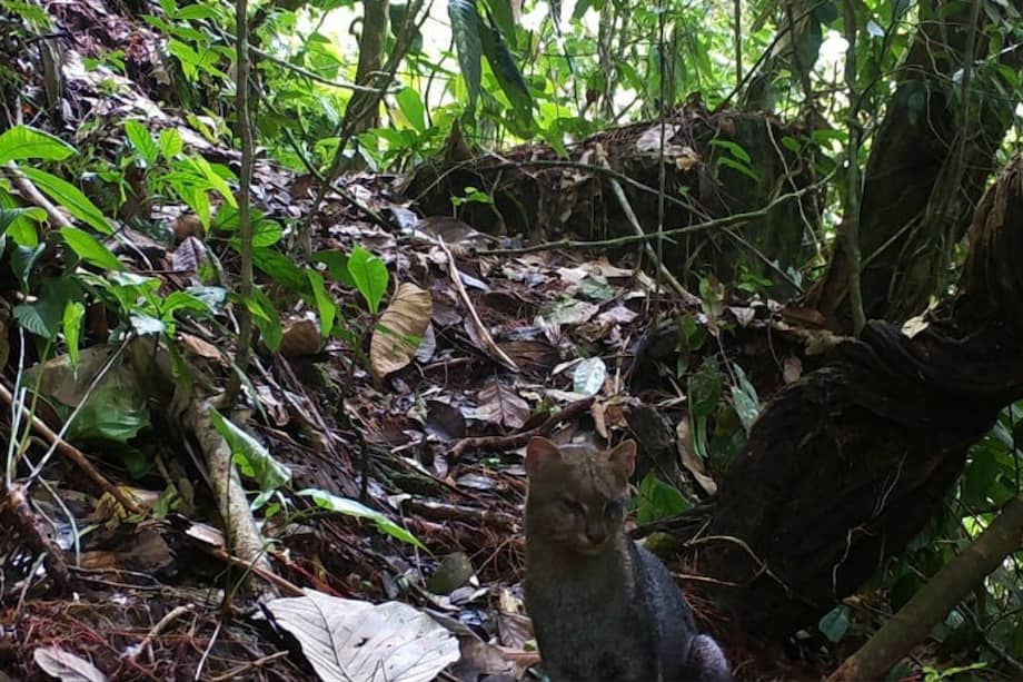 Esta es una de las imágenes capturadas del Jaguarundi.