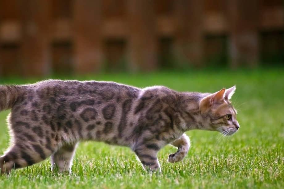 El origen de estas especies estuvo envuelto en controversia.