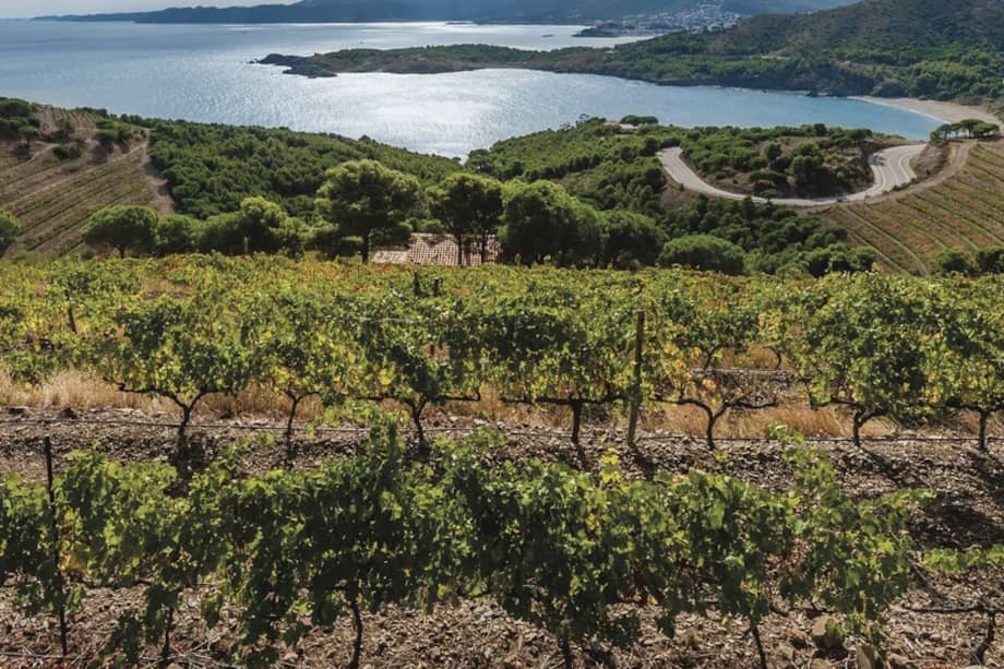 Cataluña cuenta con 11 denominaciones de origen, entre ellas Priorat y Montsant (las más célebres), junto con Penedès, Tarragona, Terra Alta y otras.