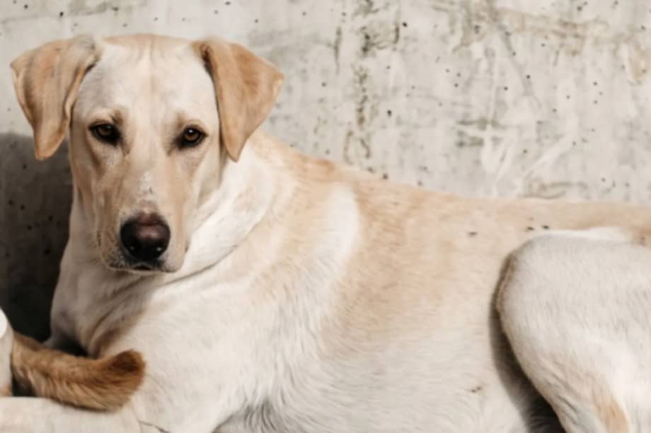 Buscan a Chepe, el perrito extraviado en el sur de Bogotá