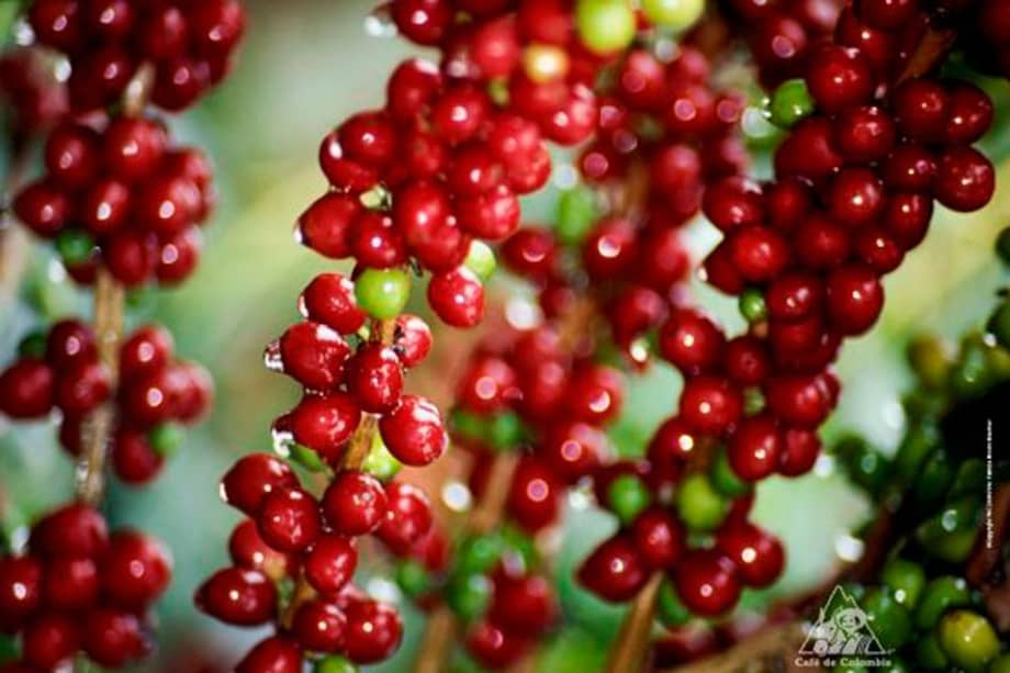 “Conquistemos al consumidor estadounidense”