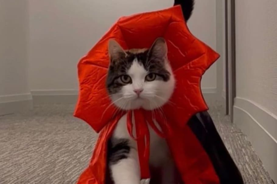 Una gata se ha hecho viral al demostrar que prefiere a los hombres sobre las mujeres.