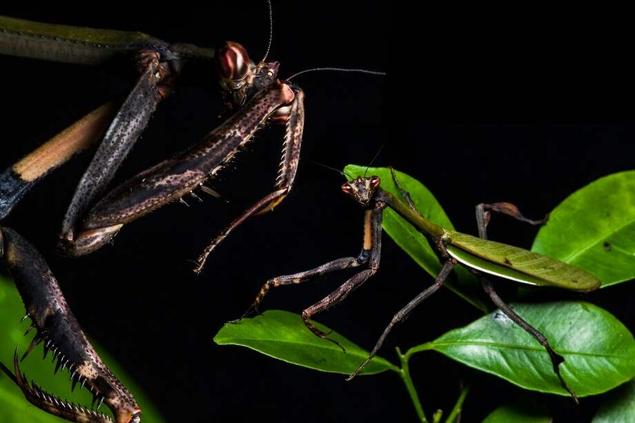 La nueva especie de mantis religiosa fue bautizada “Vates Fénix”. / Cortesía Projeto Mantis - @ProjetoMantis