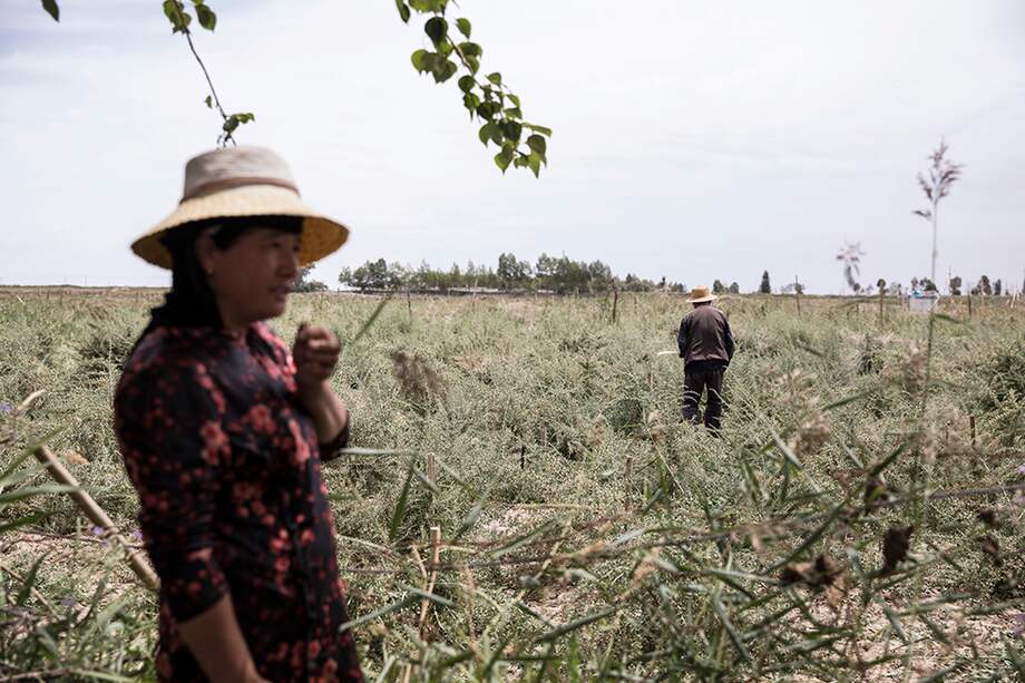 Cultivos en Golmud, provincia de Qinghai (China). / Bloomberg