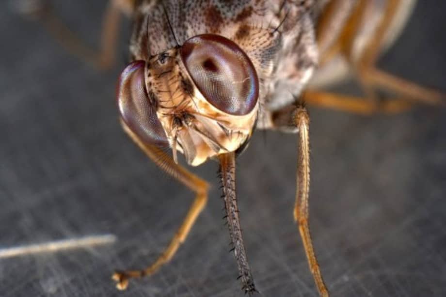 La picadura de la mosca tse-tse puede ocasionar daños irreversibles en el sistema nervioso. / Animalesraros.org