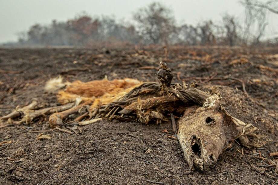 Ceniza, mucho humo, animales calcinados, otros heridos que han sido rescatados, ríos secos y que han sido forzados a desviar su curso y un escenario de devastación es lo que deja el paso de los voraces incendios que devastan el Pantanal brasileño, el mayor humedal del mundo.