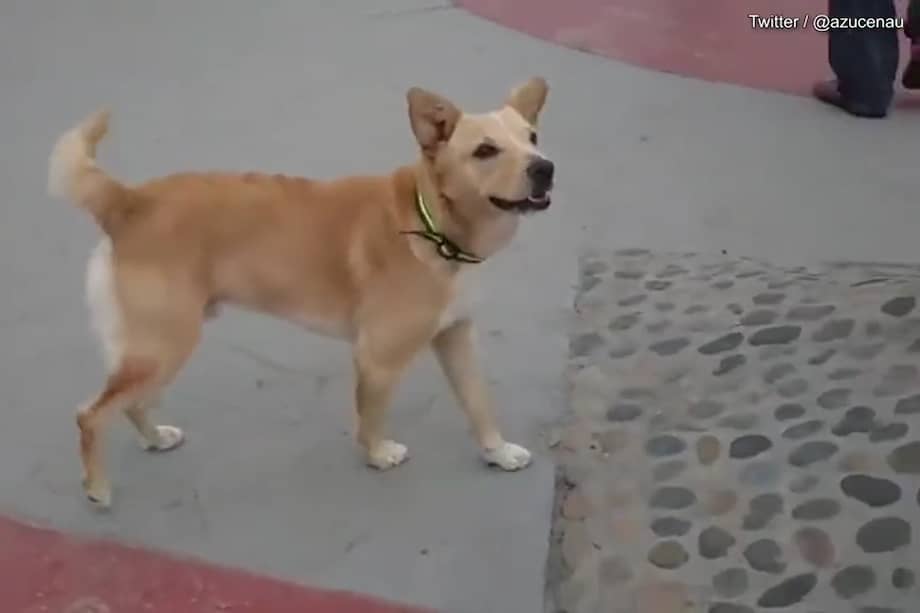 Oso es el nombre del perro que fue deportado de Estados Unidos por cruzar "ilegalmente" la frontera. Oso vive en Tijuana y es cuidado por los dueños de los locales de la zona.