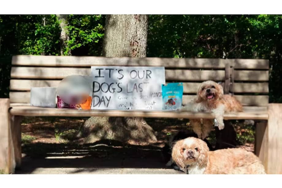 Pocos meses antes, la pareja había perdido también a su gato Snuffles, de 20 años, víctima de cáncer.