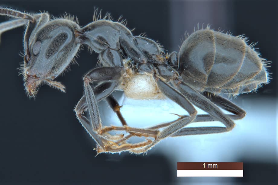 La hormiga recién nombrada "Anonychomyrma inclinata".