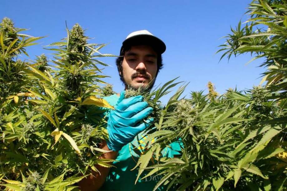 Los investigadores descubrieron que el receptor de cannabinoides CB1 localizado en la mitocondria tiene un papel clave en el proceso de amnesia asociado a la activación de este receptor, que se produce tras un consumo agudo de cannabinoides. / Archivo