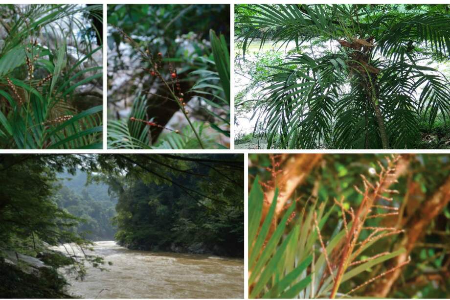 La nueva especie de palma, encontrada en el río Samaná, lleva el nombre de Aiphanes argos, en referencia al Grupo Argos. / Rodrigo Bernal