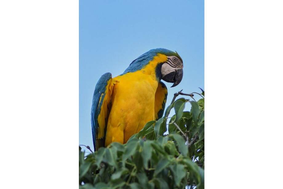 La guacamaya azul y amarilla, ara ararauna, es endémica de América del Sur.