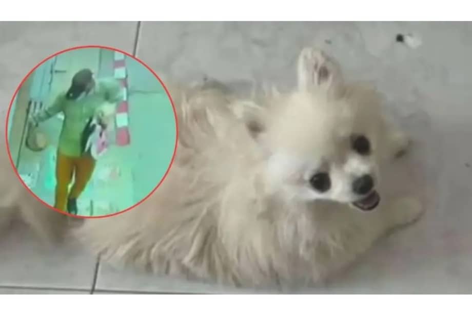 Las cámaras de seguridad registraron el momento del robo, mostrando cómo los delincuentes se apoderaron de varios objetos y, finalmente, huyeron del lugar con la mascota.