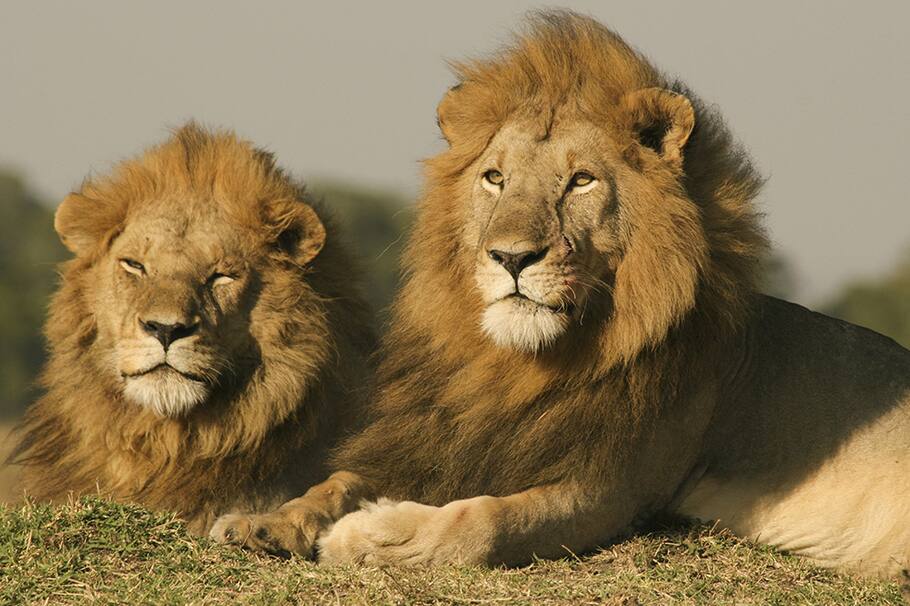 Manifiesta con la Luna de Lobo en Leo: Ritual para potenciar su energía