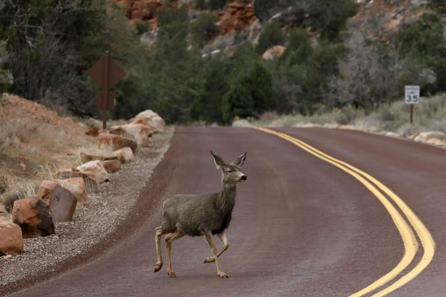 Parque Nacional de Zion, Utah. / Rhona Wise / AFP