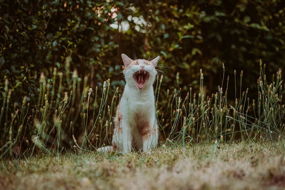 Los gatos ya han sido vinculados con el 26% de las extinciones de aves, mamíferos y reptiles a nivel mundial.