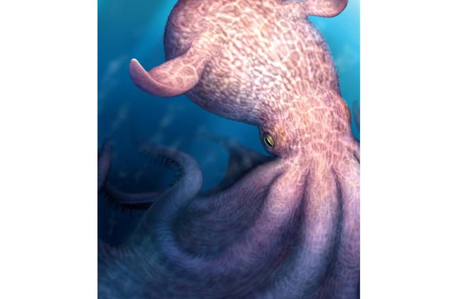 Imagen del pulpo descrito por los investigadores de Japón en la revista "Science".