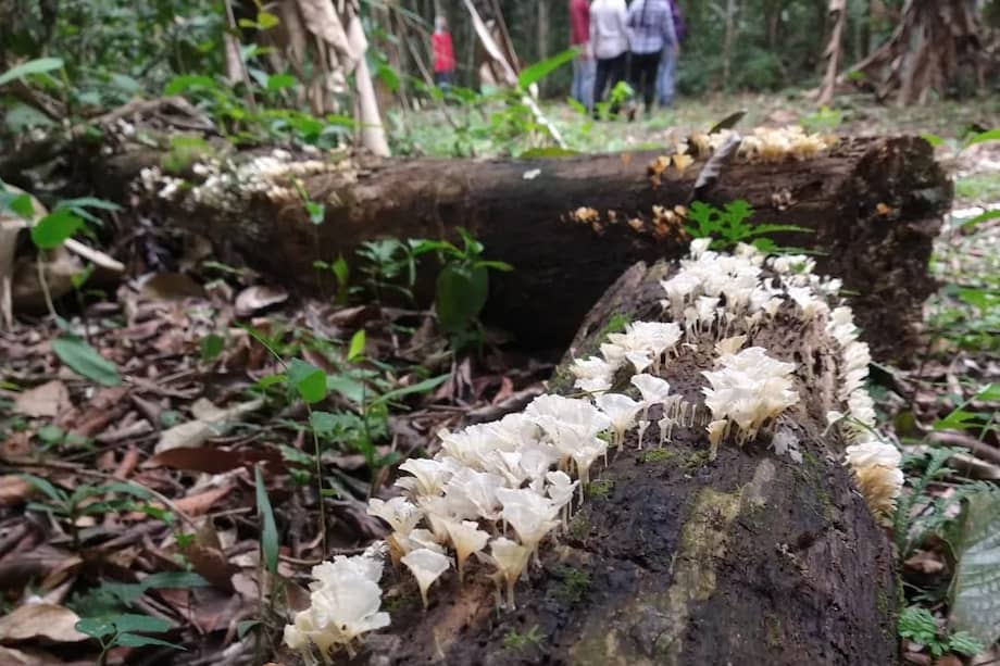 El estudio se llevó a cabo en la estación experimental “El Trueno” del instituto SINCHI, en Guaviare.