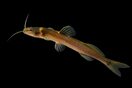 Un grupo de peces de la cuenca del río Magdalena es nuevo para la ciencia