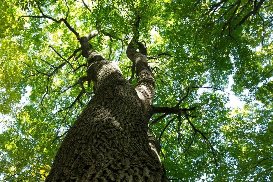 Árbol nativo sembrado por las comunidades.