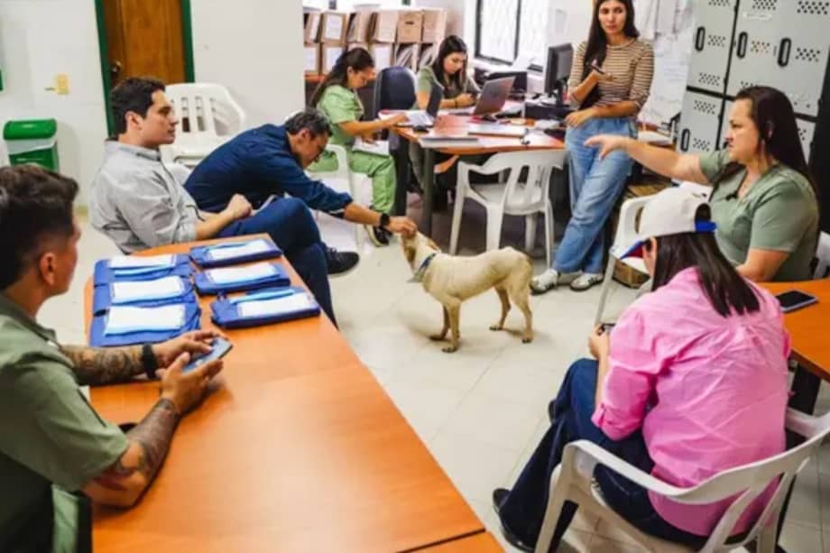 El futuro Centro de Bienestar Animal en Barrancabermeja estará diseñado para ofrecer atención médico-veterinaria a perros y gatos en condiciones de vulnerabilidad, maltrato, enfermedad y abandono.