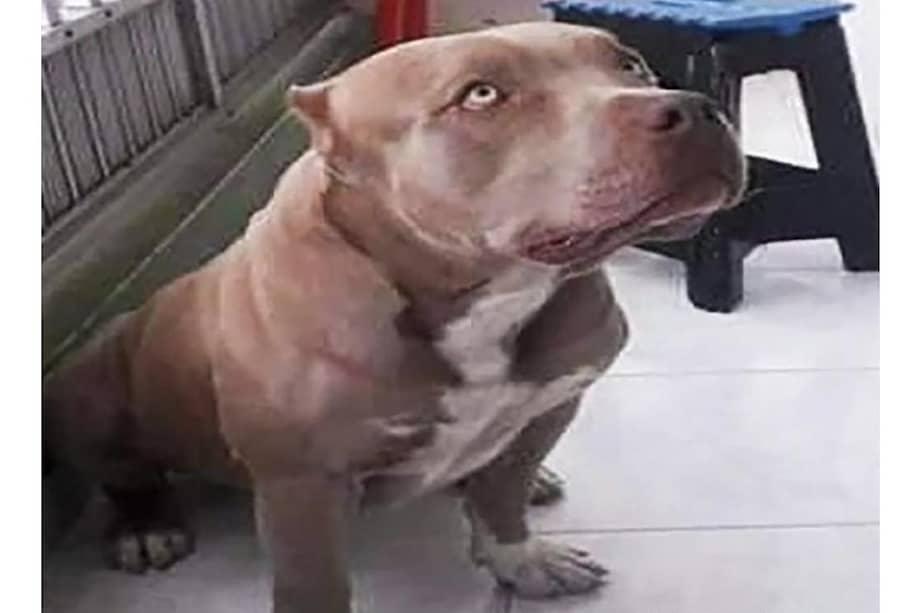 Él es Zeus, un perro de raza pitbull, que murió el 6 de septiembre de 2019.