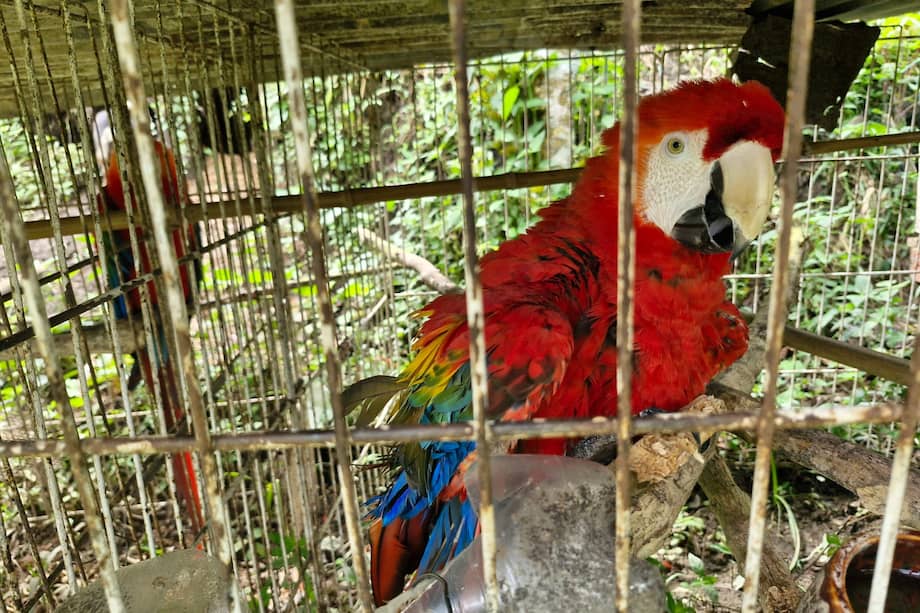 Cinco loros, dos guacamayas, un mono y un erizo fueron rescatados en operativo
conjunto con Policía de Carabineros.