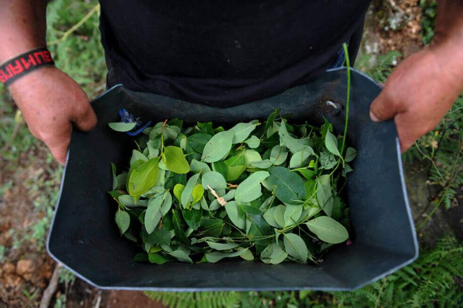 Los campesinos piden que se les reintegre temporalmente al PNIS hasta que se vuelva a hacer una visita de verificación de cumplimiento a sus predios. / Archivo El Espectador