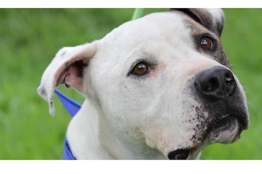 170 animales presuntamente afectados por la pólvora y los ruidos fuertes.