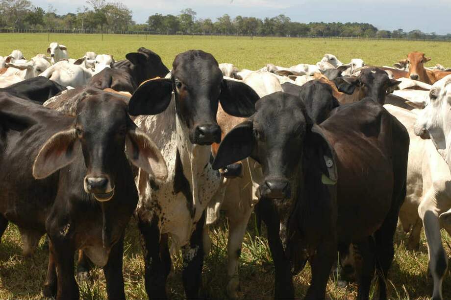 'El presidente de Fedegán miente'