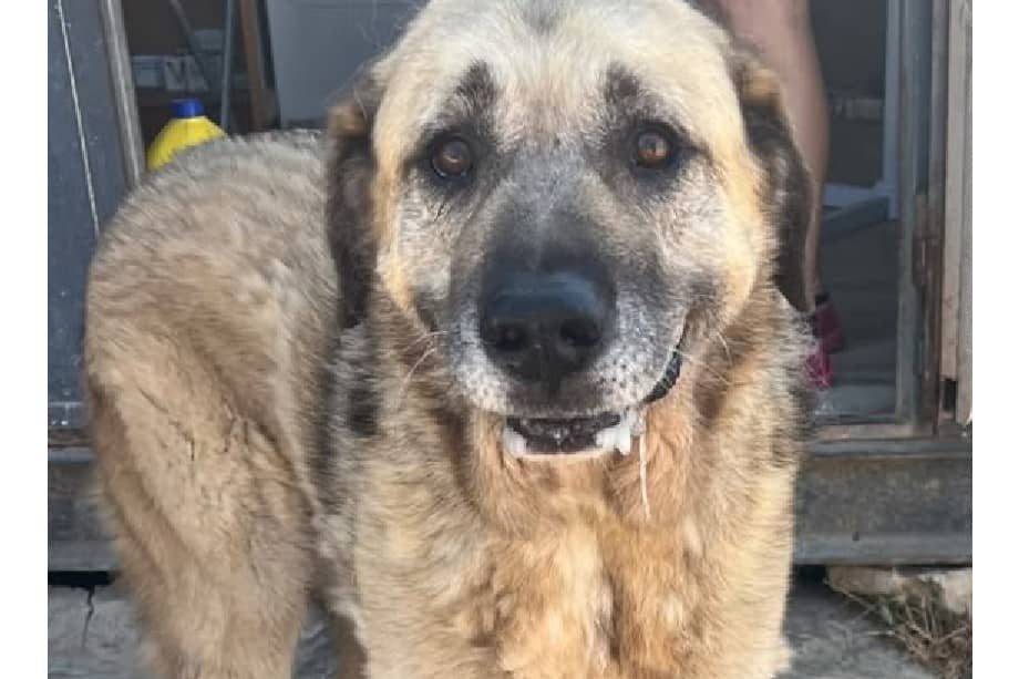 Ningún perro merece enfrentar la desorientación y la soledad del desamparo, y menos aún retornar al punto de partida tras haber brindado años de afecto sincero.