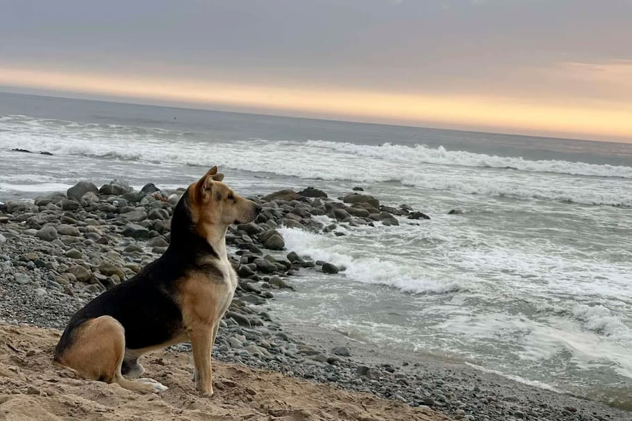 Él es Vaguito, el perro que espera a su cuidador, quien murió, frente del mar