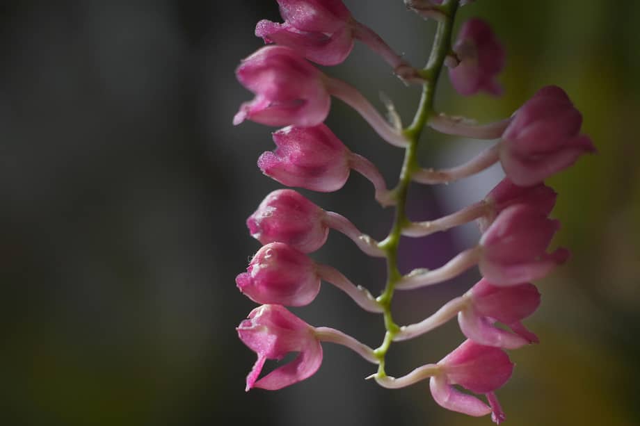 Orquídea en una exhibición de plantas