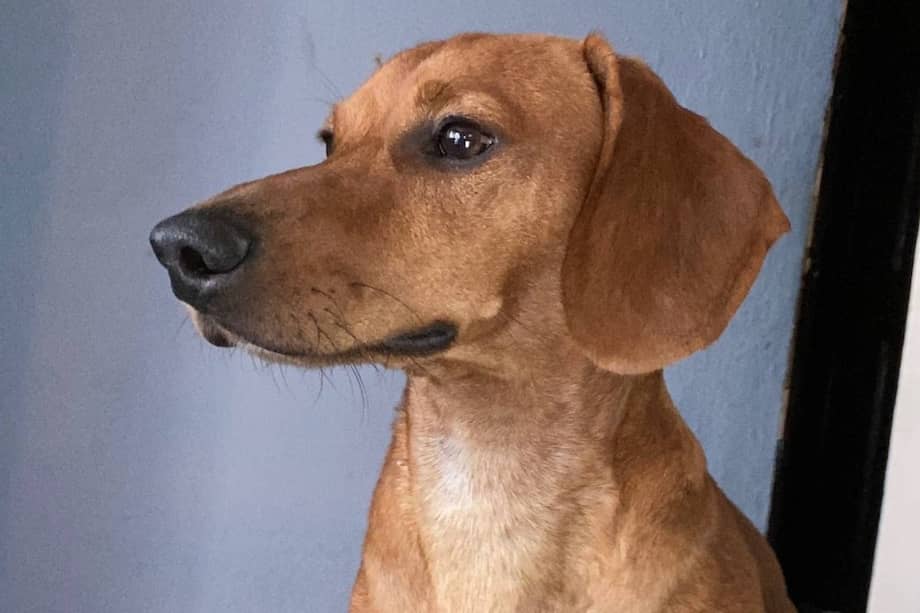 Rogelio llegó a esta familia porque su anterior dueño ya no podía tenerlo más y pensaba abandonarlo en la calle.