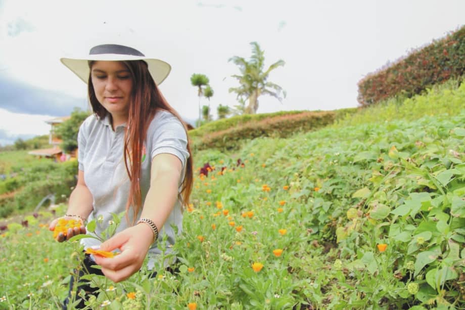 En Colombia se cultivan más de 200 especies de hierbas aromáticas.