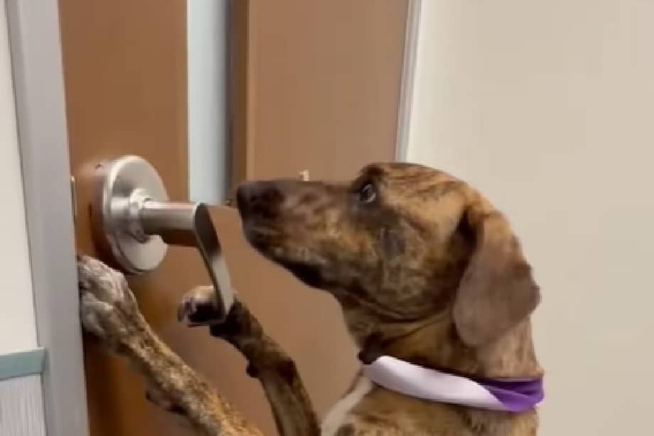 La escena despertó simpatía y risas entre los espectadores, quienes elogiaron la determinación del animal.