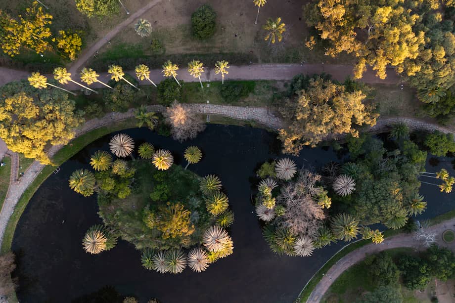 (Imagen de referencia) Esta especie, endémica del sur de India y Sri Lanka, puede alcanzar alturas de hasta 30 metros y, en su momento de floración, producir hasta 25 millones de flores tras varias décadas sin hacerlo. (Photo by Santiago MAZZAROVICH / AFP)