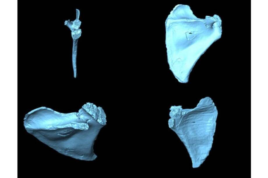 Escápulas analizadas. / Bermúdez de Castro et al.
