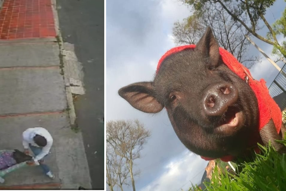 Sujetos esperaron el momento para ingresar al antejardín y llevarse al minipig de 3 años.