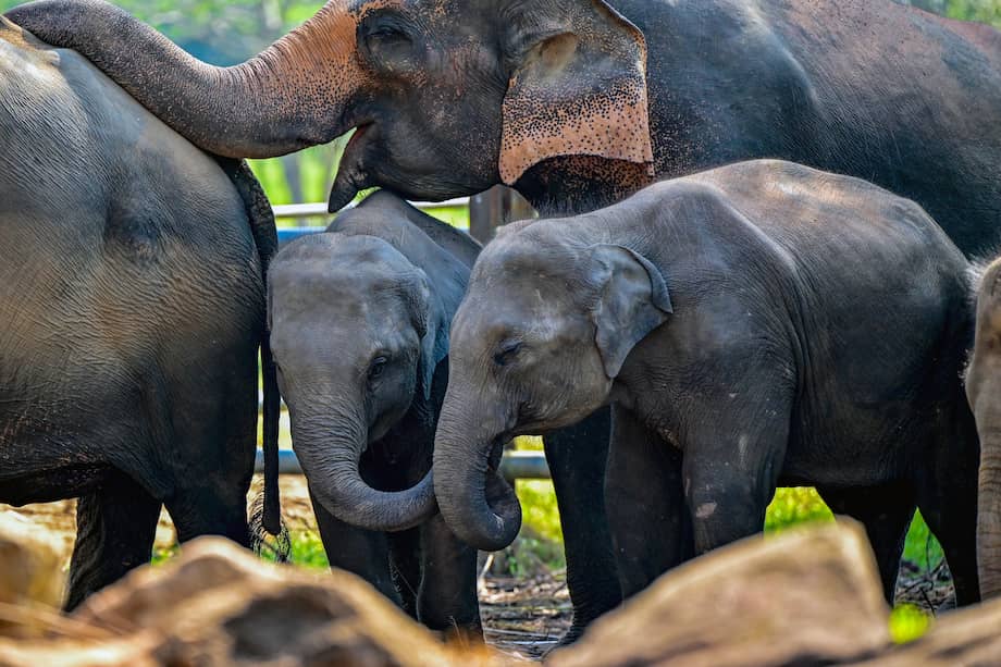 La falta de sodio, junto con otros factores como la caza, pueden influir en las poblaciones de estos grandes herbívoros. (Photo by Ishara S. KODIKARA / AFP)