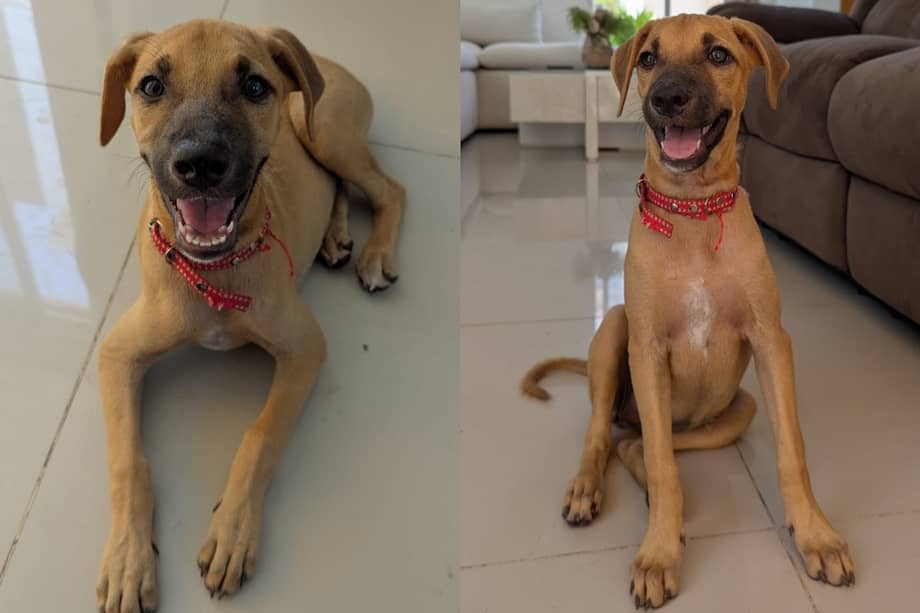 María Paz se entrega desparasitada y con las vacunas al día.