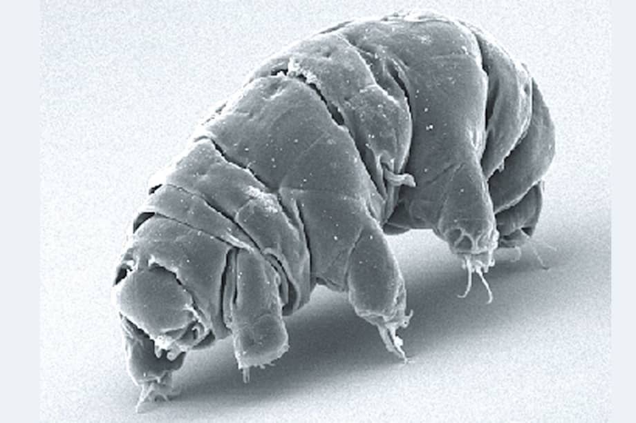 Los tarígrados son famosos por ser animales microscópicos resistentes a la radiación.