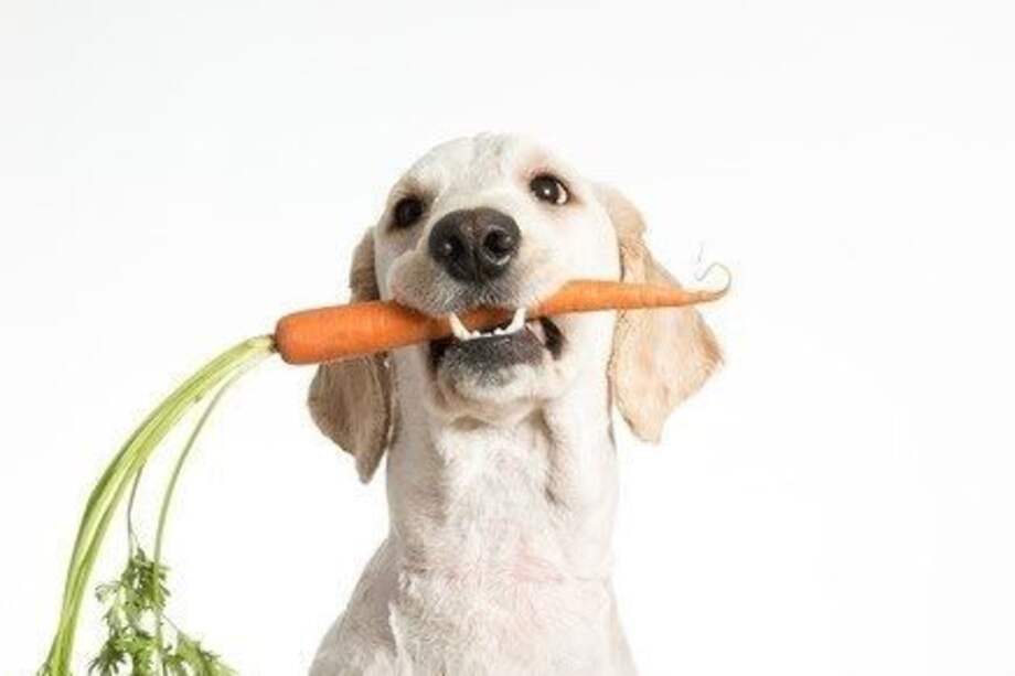 Y como con cualquier otro alimento nuevo, las lentejas también deben introducirse de manera gradual en la dieta de un perro