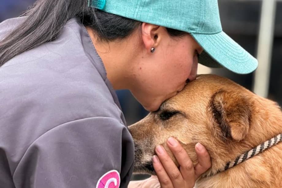 Ser voluntario en el cuidado de perros y gatos implica un compromiso desinteresado con el bienestar de los animales más vulnerables.