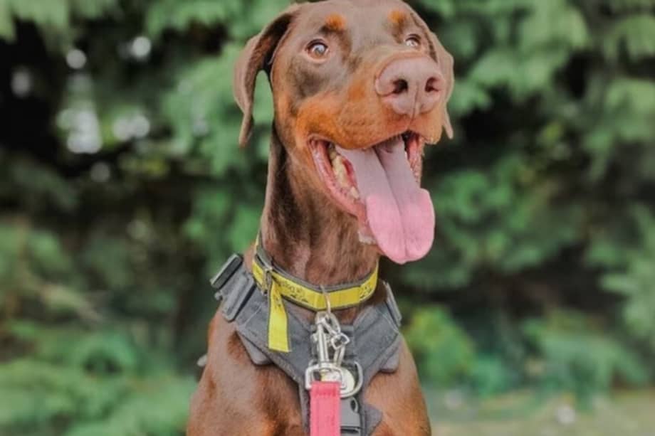 Los animales no son un regalo. Si quiere adoptar una mascota, debe considerar diversos factores para garantizarle una tenencia responsable.