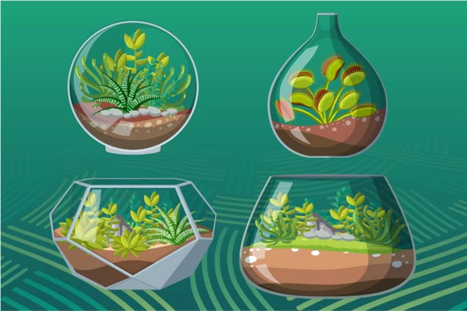 Guía para hacer terrarios en casa paso a paso