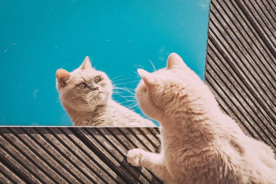 Entre las principales causas de obesidad, se encuentra el sedentarismo, los tipos de alimentación, las enfermedades, entre otros.